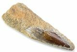 Fossil Spinosaurus Tooth - Real Dinosaur Tooth #374020-1